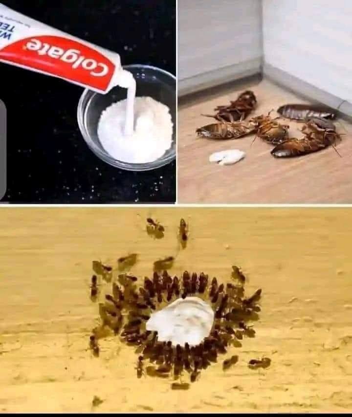How to remove ants, mites, and cockroaches at home forever with the toothpaste hack